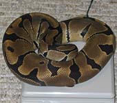 Banded Male 2004 #2