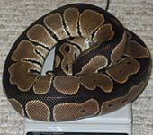 F2 Black Stripe Male #1