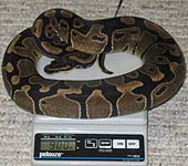 Het Banded Female #2