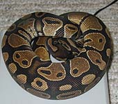 Het Genetic Stripe Male #3