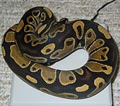 Het Genetic Stripe Male #6