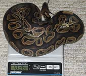 Het Red Axanthic Female #8