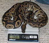 Het Red Axanthic Male #1