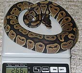 Het Red Axanthic Male #3