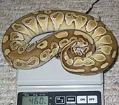 Lesser Platinum het Ghost Male 2