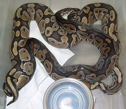 Axanthic Ball Python. Axanthic and 1/2 Normals.