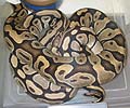 Clutch #12 High Yellow x Normal (Prolapse 2002)