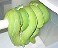 Clutch #16 Patternless x Manokwari Green Tree Pythons
