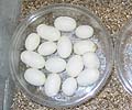 The Eggs in the Incubator.  The Vermiculite is very wet for added humidity