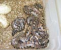 Clutch #50 F2 Banded Male 1 2004 x 100% Het Banded 1 2000