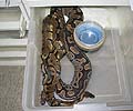 Clutch #58 F2 Banded Male 4 2004 x 100% Het Banded 3 2000