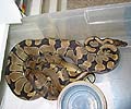 Clutch #61 F2 Banded Male 1 2004 x F2 Banded Female 1 2002