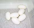 6 Eggs.......how many Pieds?????