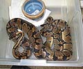 Clutch #87 F2 Banded Male 4 & 5 2004 x 100% Het Banded 2000