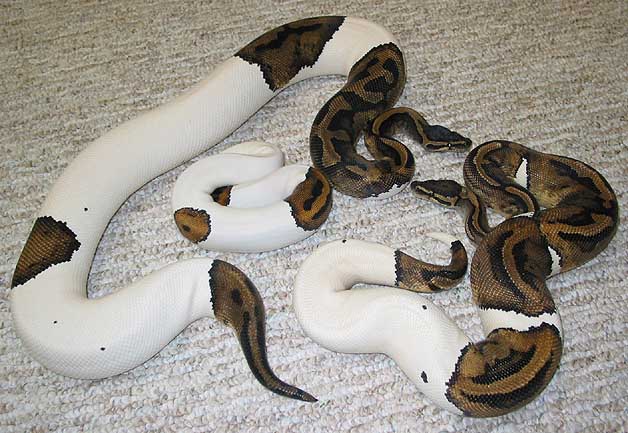 PiedGroup_2629.jpg