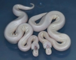 Pastel Pin Champagne Het Red Axanthic